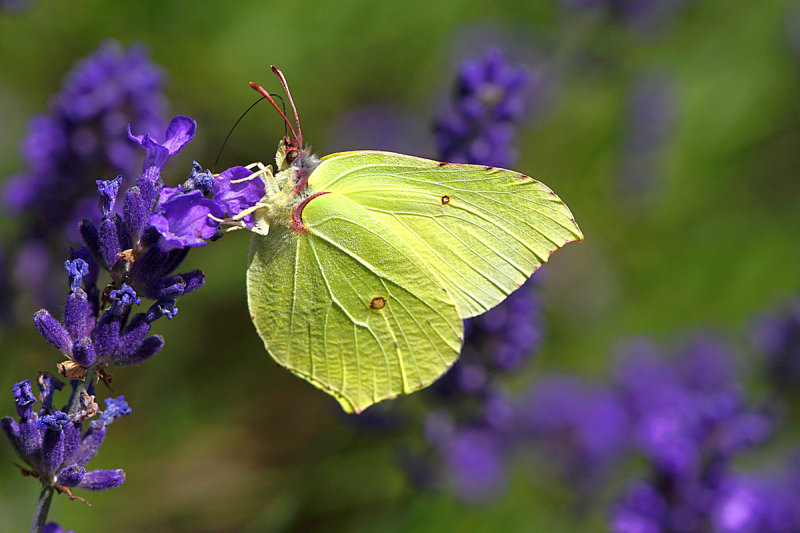 Brimstone on Lavender