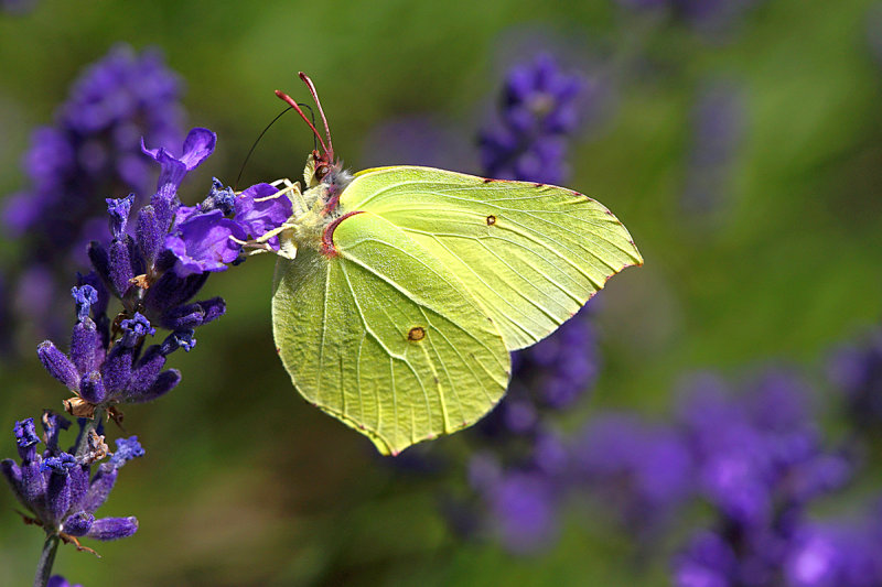 Brimstone on Lavender