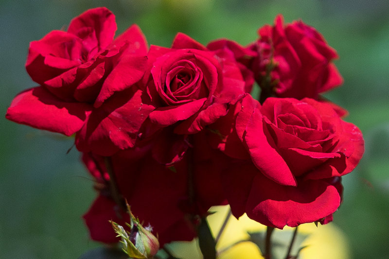 Roses are Red