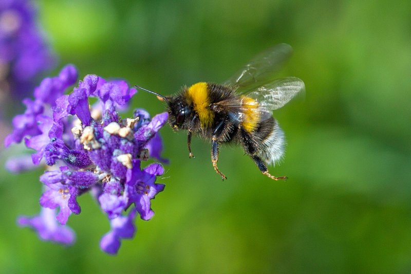 Bumble Bee in Flight