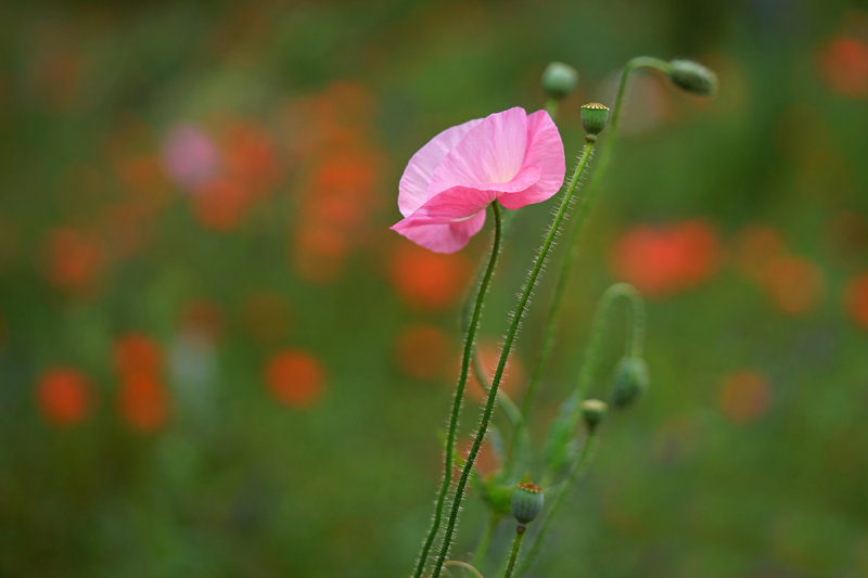 Poppy