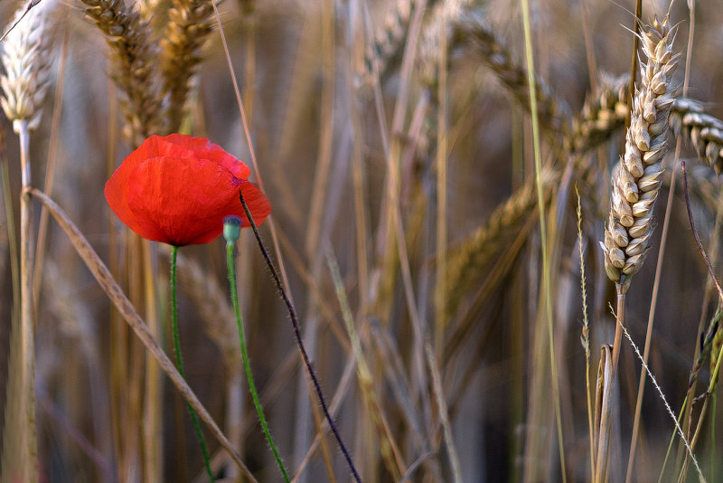 In the Wheats