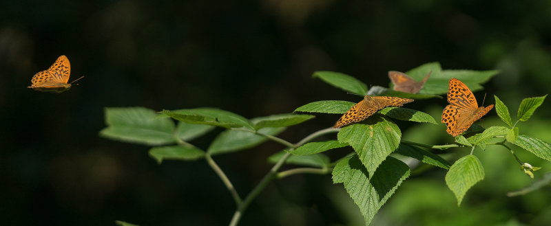 Silver-washed Fritillaries