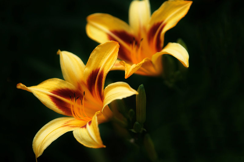 Daylilies