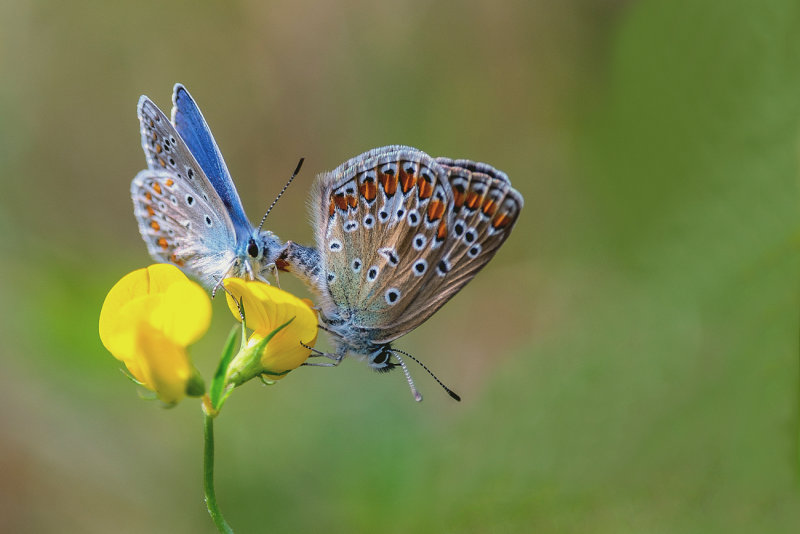 Common Blues Mateing