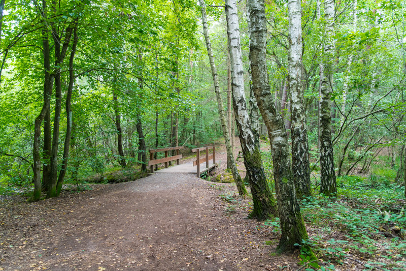 A Late Summer Day in the Forest
