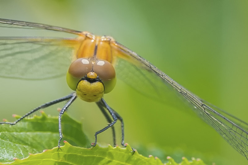 Dragonfly  Up Close
