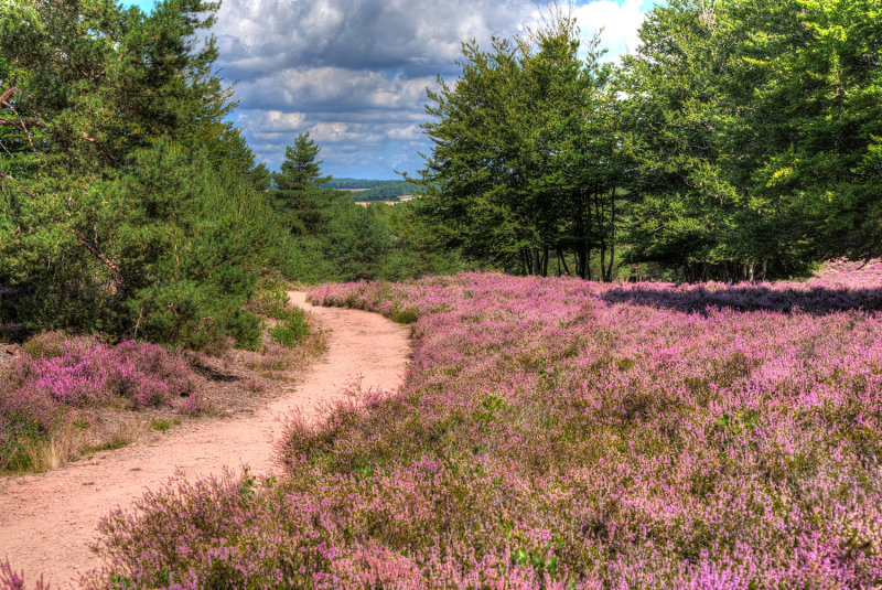 Heather in Full Bloom