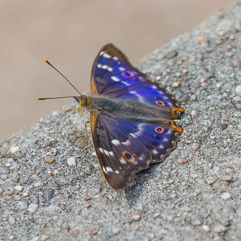 Lesser Purple Emperor (Male)