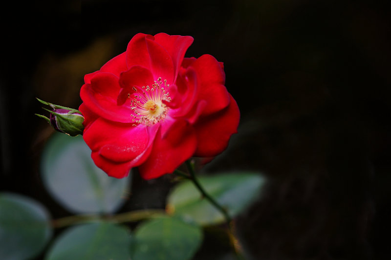 Neighbor's Rose