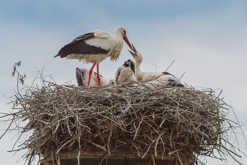 A Nest Full