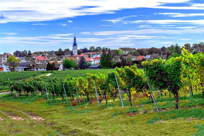 Vineyard and Village