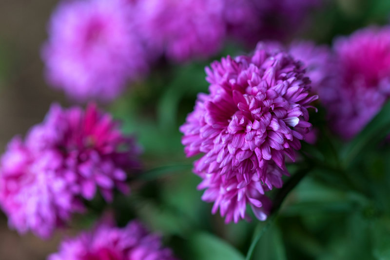 Garden Pastels 