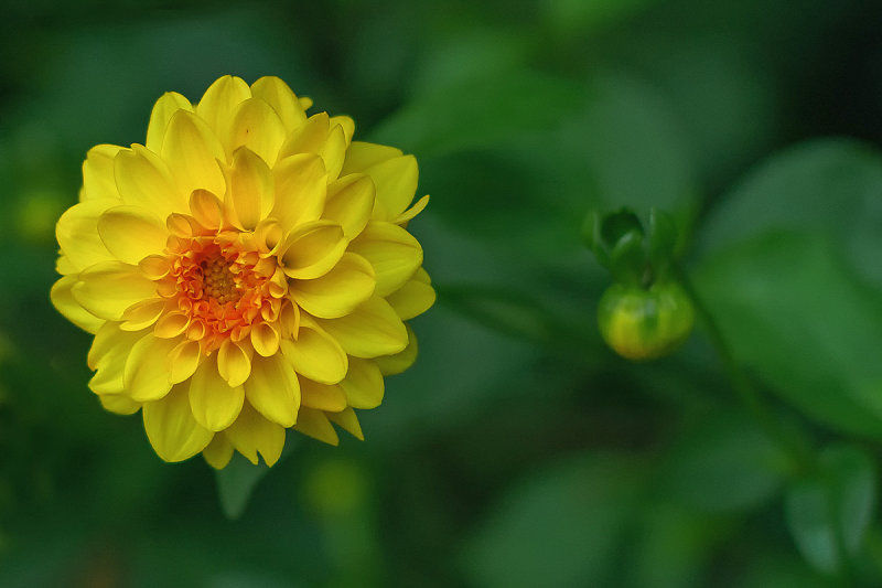 Garden Colors in October