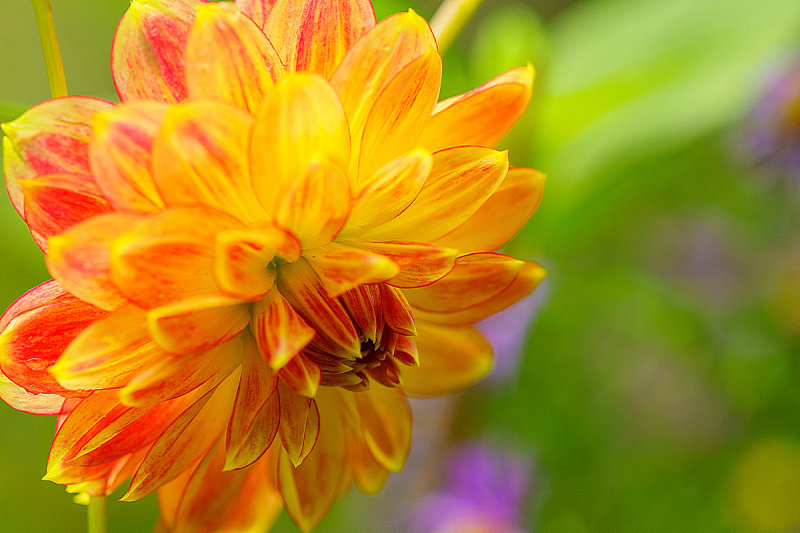 Garden Colors in October