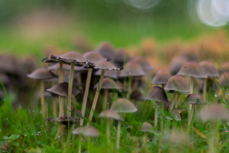 Mushroom Army