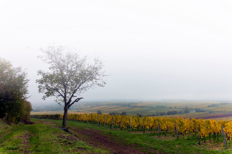 Fog in the Vineyard