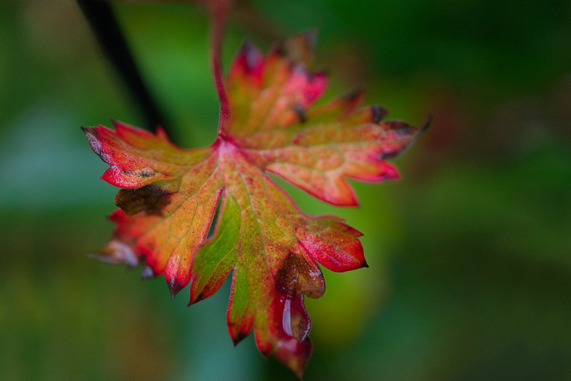 Tiny Leaf