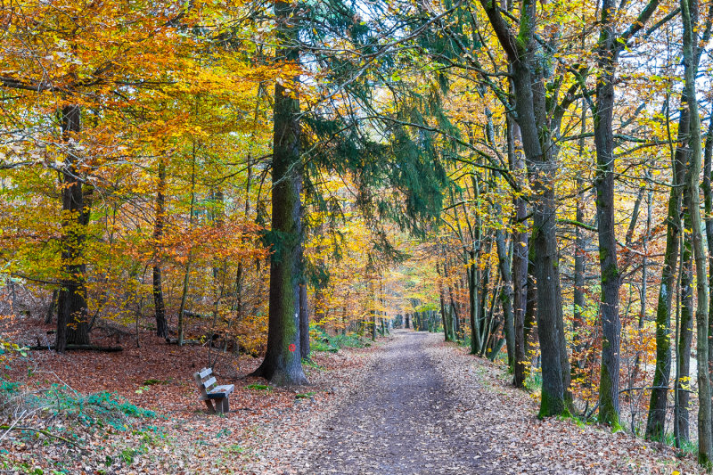 Walk in the Woods