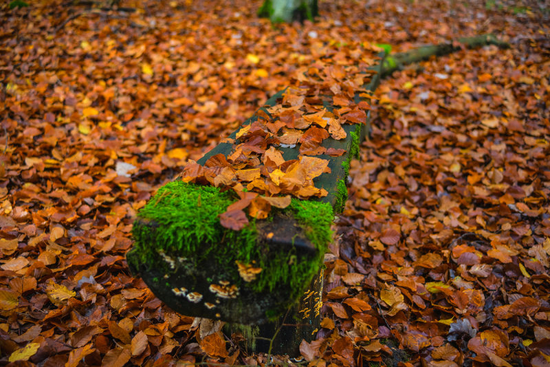 Leaf Bench