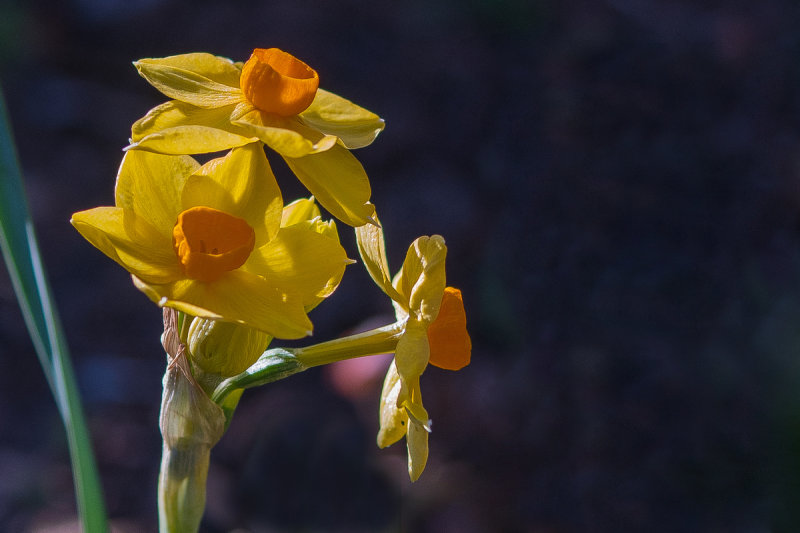 First Daffodil 