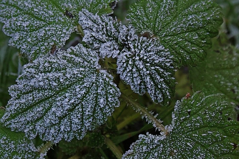 Icy Plant