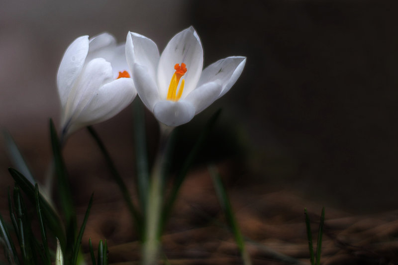 Crocus after the Snow