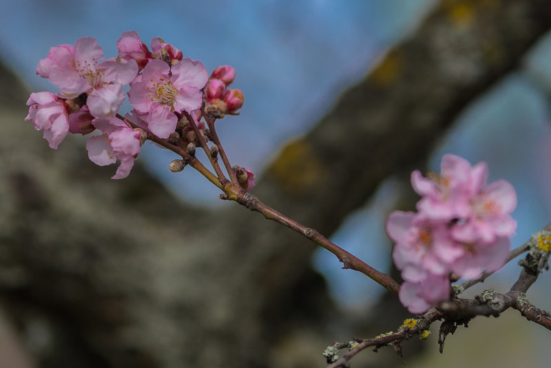 First Almond Blossoms