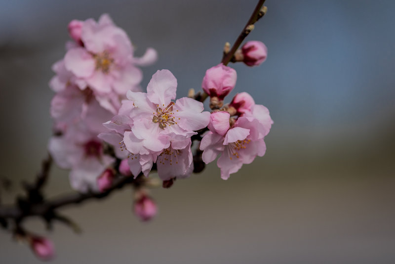 First Almond Blossoms