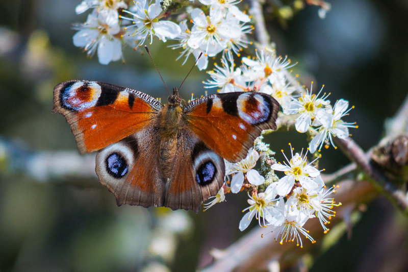 European Peacock