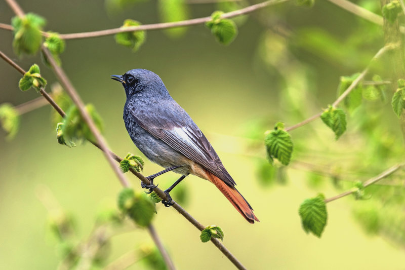 Black Redstart