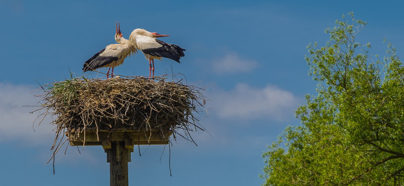 Clapper Storks
