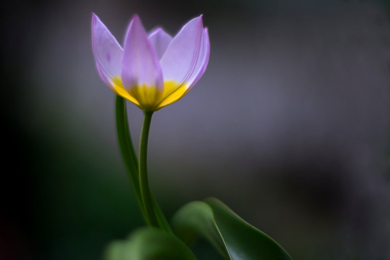 Tiny Tulip