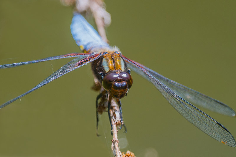 Broad bodied Chaser -  In Your Face