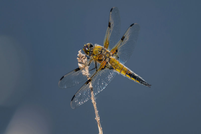 Four Spotted Chaser  (female)