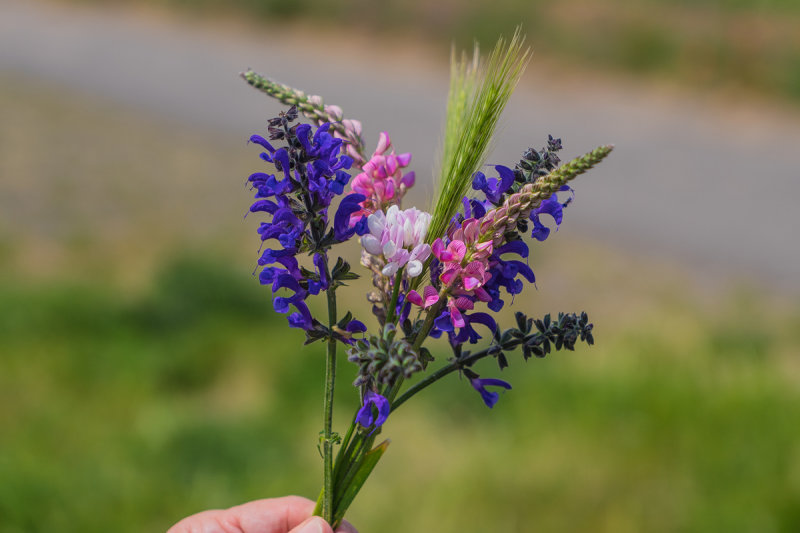 Small Bouquet of Wildflowers