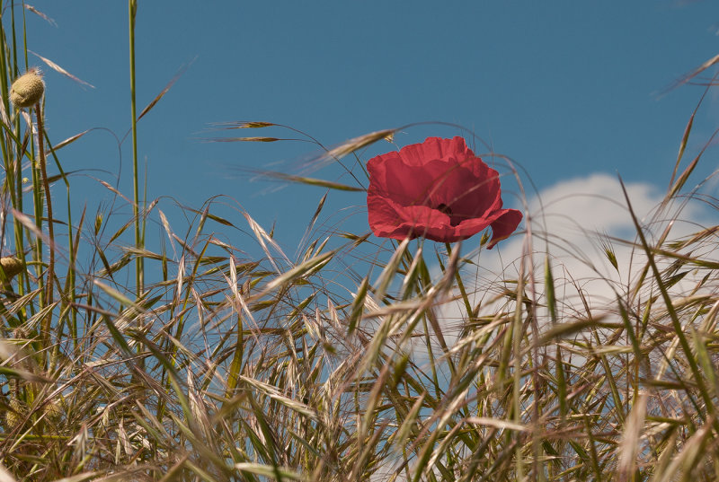 Poppy in the Wheat Field