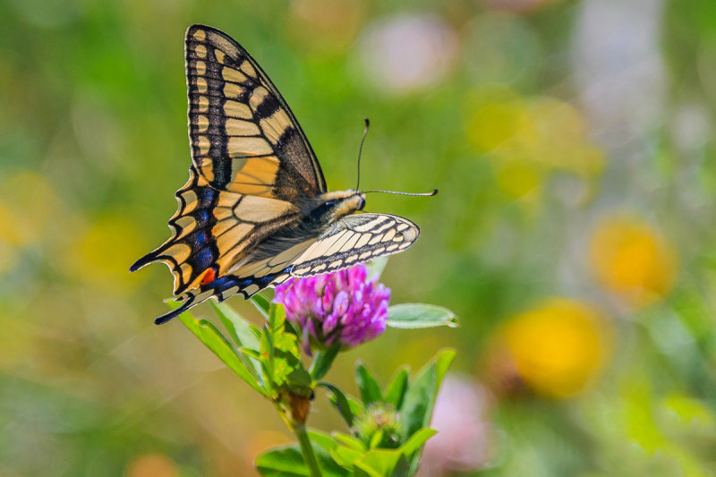 Swallowtail 