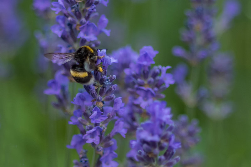 Bumble Bee on Lavendar 