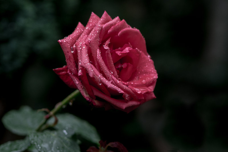Rain Day Rose