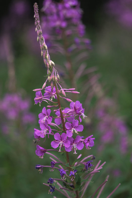 Fireweed in the Forest