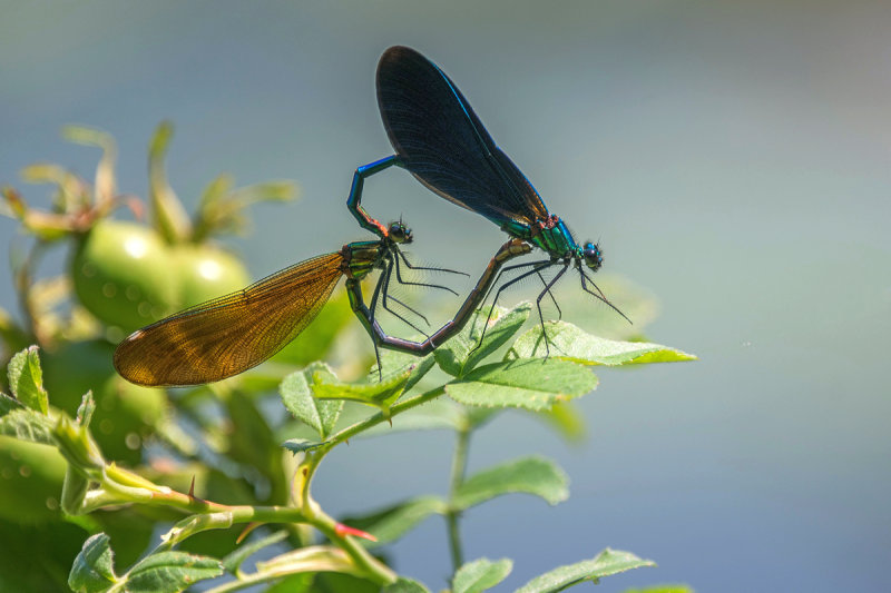 Beautiful Demoiselle (Male and Female Mating)