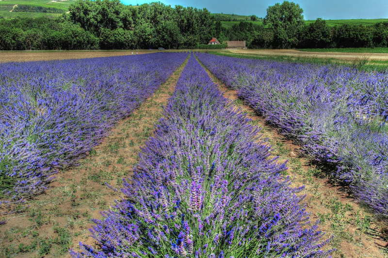A Touch of Provence