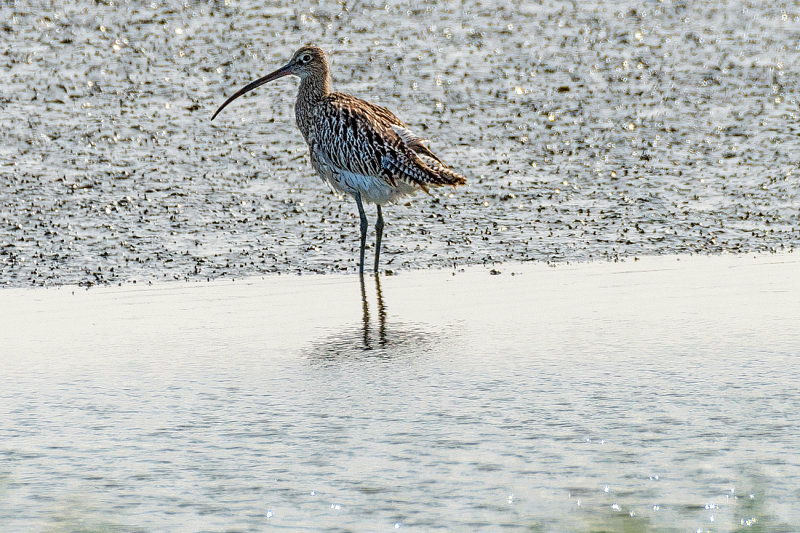 Eurasian Curlew 8 cr  13  pb   1.jpg