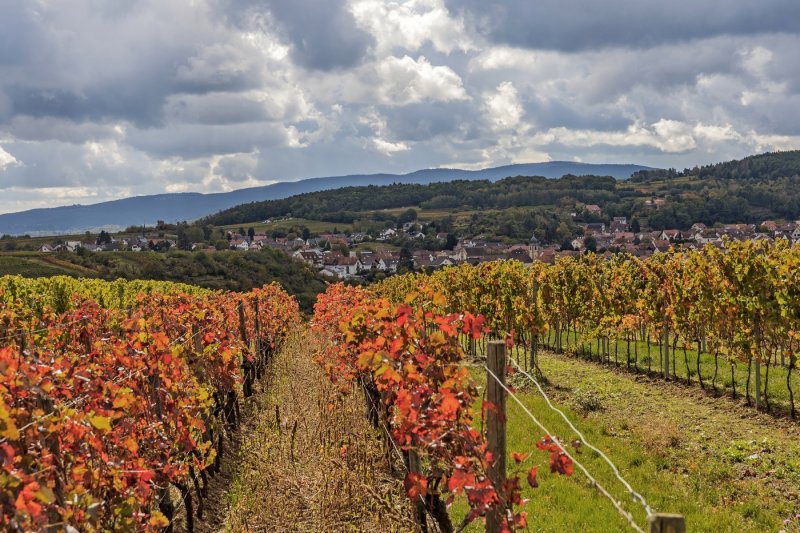 Vineyards in October