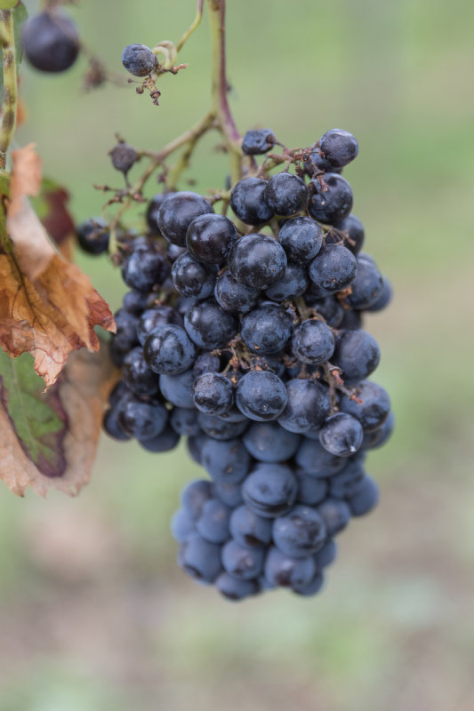 Grapes Still Hanging