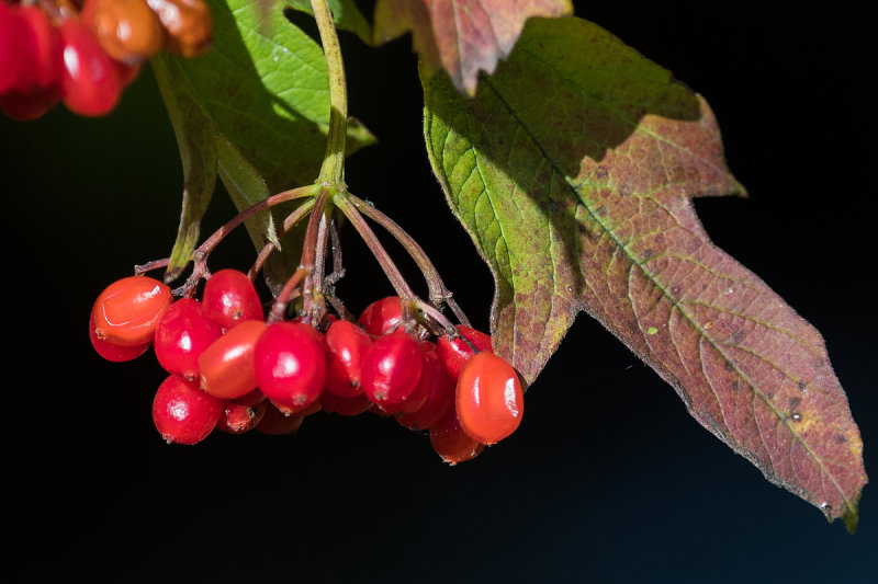 Colors in Autumn