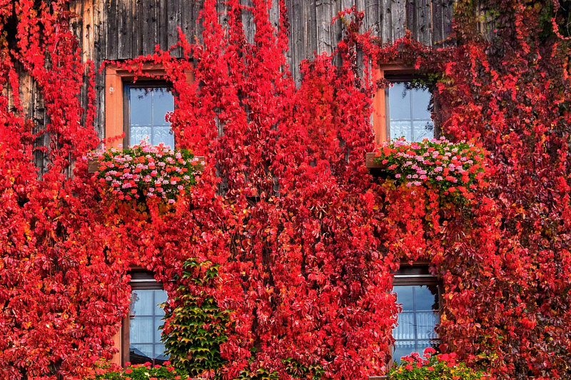 Surrounded by Fall Leaves