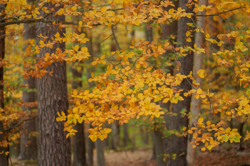 Our Forest in Autumn