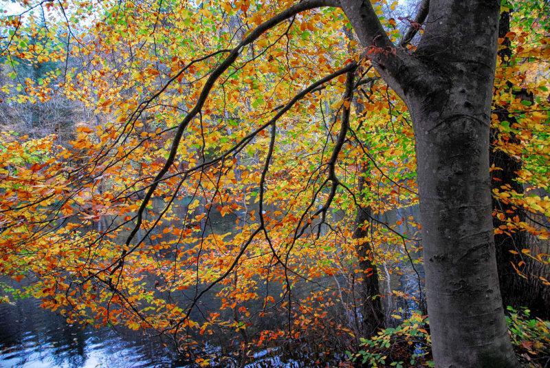 Last Colors by the Lake